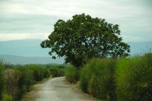 Nogal junto al camino. Al fondo, el Moncayo cubierto de nubes